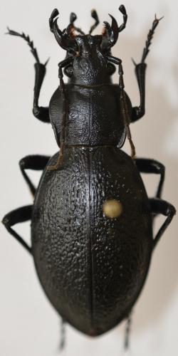 Réf. 273 697 : Carabus coriaceus